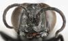 Tachysphex sp.